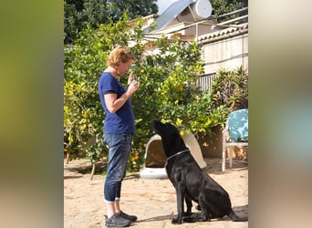 Menut ist ein außergewöhnlicher Hund