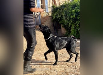 Boris ist ein sanfter, ruhiger Bursche