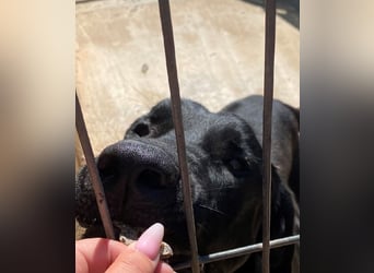 Menut ist ein außergewöhnlicher Hund