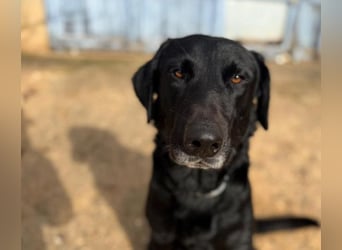 Boris ist ein sanfter, ruhiger Bursche