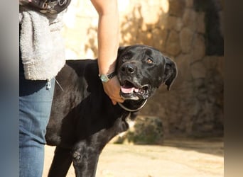 Menut ist ein außergewöhnlicher Hund