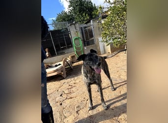 Estrella V70 sucht empathische Menschen