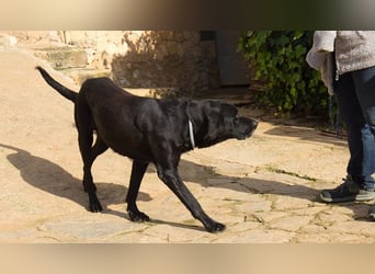 Menut ist ein außergewöhnlicher Hund