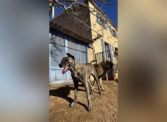 Estrella V70 sucht empathische Menschen