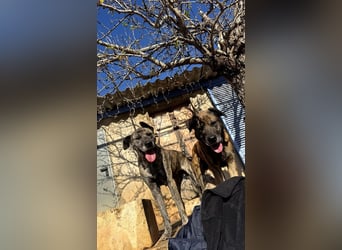 Estrella V70 sucht empathische Menschen