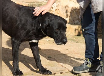 Menut ist ein außergewöhnlicher Hund