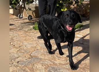 Boris ist ein sanfter, ruhiger Bursche