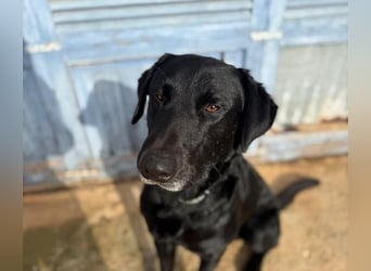 Boris ist ein sanfter, ruhiger Bursche