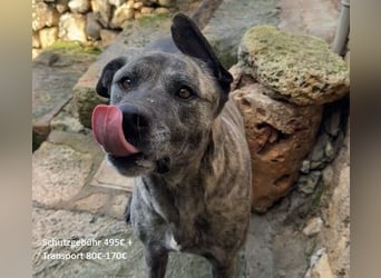 Estrella V70 sucht empathische Menschen