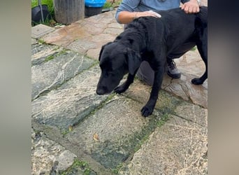 Boris ist ein sanfter, ruhiger Bursche