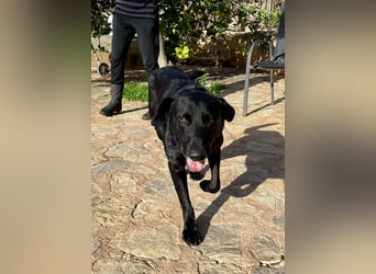 Boris ist ein sanfter, ruhiger Bursche