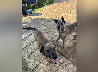 Estrella V70 sucht empathische Menschen