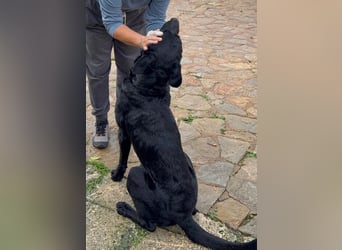 Boris ist ein sanfter, ruhiger Bursche