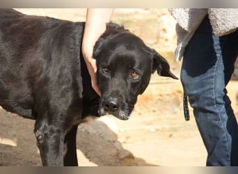 Menut ist ein außergewöhnlicher Hund