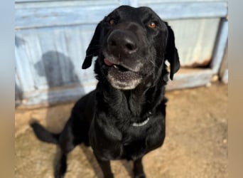 Boris ist ein sanfter, ruhiger Bursche