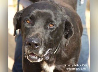 Menut ist ein außergewöhnlicher Hund