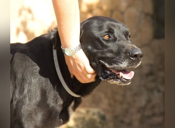 Menut ist ein außergewöhnlicher Hund