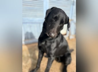 Boris ist ein sanfter, ruhiger Bursche