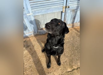 Boris ist ein sanfter, ruhiger Bursche