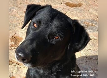 Boris ist ein sanfter, ruhiger Bursche