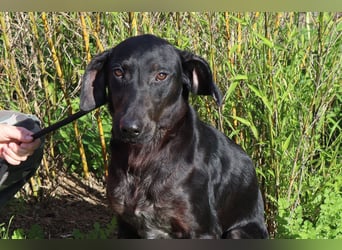 O•N•I•X • das Tierheim war seine Rettung - aber jetzt braucht er ein Zuhause