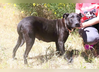 Koa • Atena • Ally • Seniorin Pombinha ♦️ 4 von ~ 650 Hunden in der Cantinho da Milu ♦️