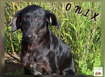 O•N•I•X • das Tierheim war seine Rettung - aber jetzt braucht er ein Zuhause