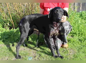 O•N•I•X • das Tierheim war seine Rettung - aber jetzt braucht er ein Zuhause