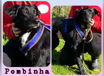 Koa • Atena • Ally • Seniorin Pombinha ♦️ 4 von ~ 650 Hunden in der Cantinho da Milu ♦️