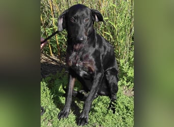 O•N•I•X • das Tierheim war seine Rettung - aber jetzt braucht er ein Zuhause