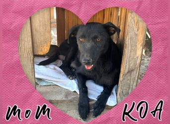 ♦️SANFTE MOM KOA ♦️ in der Cantinho da Milu ⏳7/2025