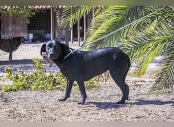 Koa • Atena • Ally • Seniorin Pombinha ♦️ 4 von ~ 650 Hunden in der Cantinho da Milu ♦️
