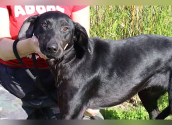 O•N•I•X • das Tierheim war seine Rettung - aber jetzt braucht er ein Zuhause