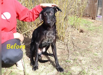 O•N•I•X • das Tierheim war seine Rettung - aber jetzt braucht er ein Zuhause