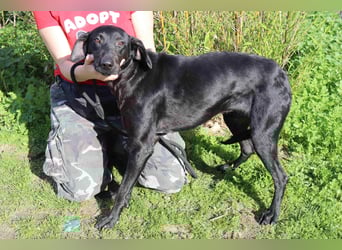 O•N•I•X • das Tierheim war seine Rettung - aber jetzt braucht er ein Zuhause