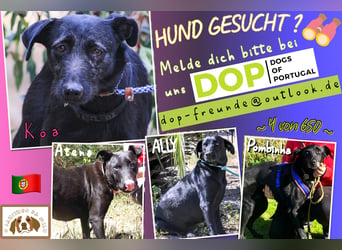Koa • Atena • Ally • Seniorin Pombinha ♦️ 4 von ~ 650 Hunden in der Cantinho da Milu ♦️