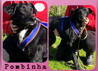 ♦️Seniorin Pombinha♦️ hat ihr Zuhause verloren…