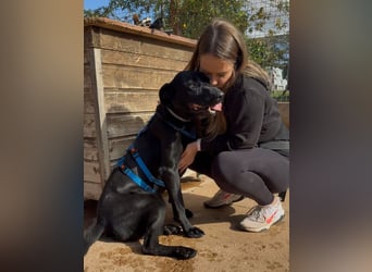 Valentino V45 sucht ein ruhiges Zuhause