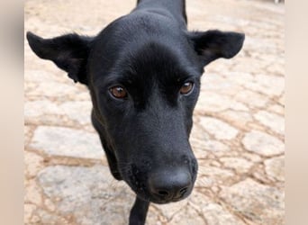 Valentino V45 sucht ein ruhiges Zuhause