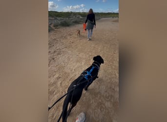 Valentino V45 sucht ein ruhiges Zuhause