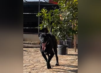 Rico sucht ein ruhiges Zuhause