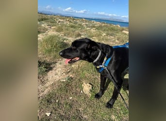 Valentino V45 sucht ein ruhiges Zuhause