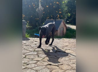 Rico sucht ein ruhiges Zuhause