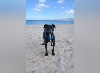 Valentino V45 sucht ein ruhiges Zuhause