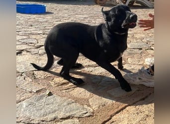 Rico sucht ein ruhiges Zuhause