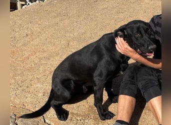 Rico sucht ein ruhiges Zuhause