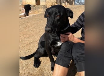 Rico sucht ein ruhiges Zuhause