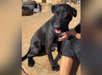 Rico sucht ein ruhiges Zuhause