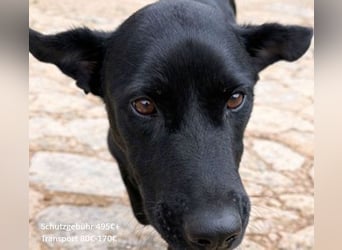 Valentino V45 ist ein sensibler Rohdiamant