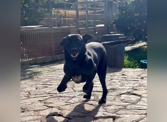 Rico sucht ein ruhiges Zuhause